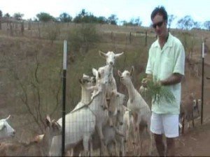 Goat Farm on Hawaii