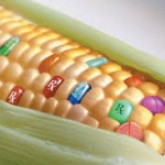 gmo in food corn